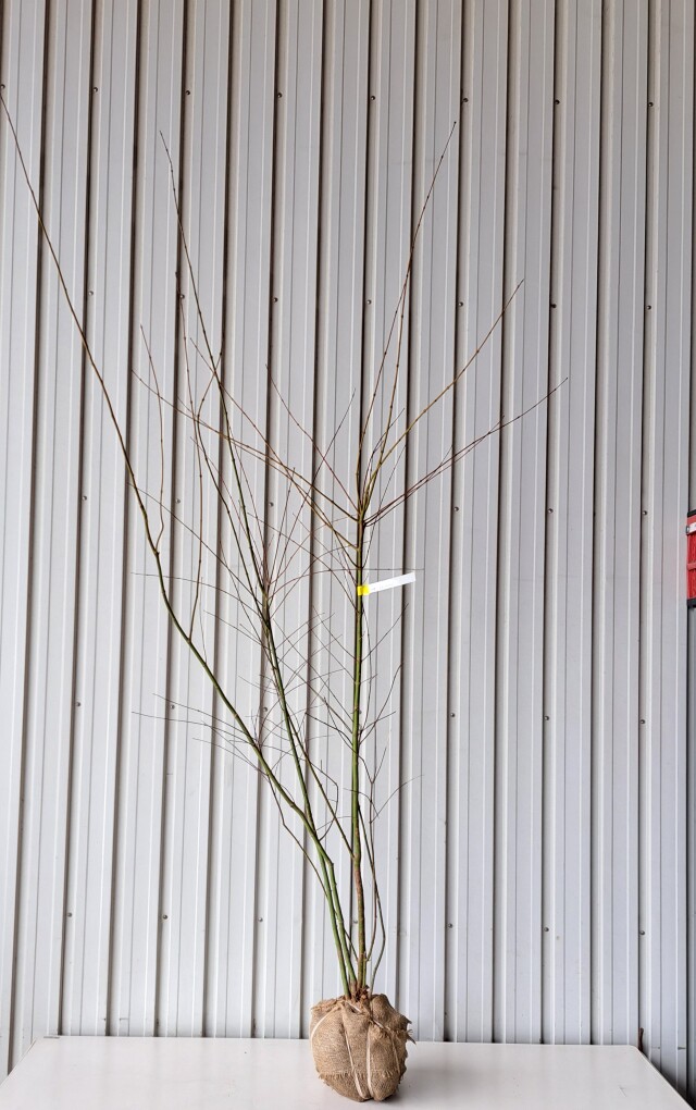 イロハモミジ　いろはもみじ　植木組合