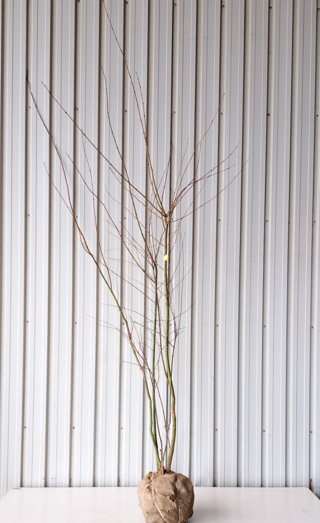 イロハモミジ　いろはもみじ　植木組合
