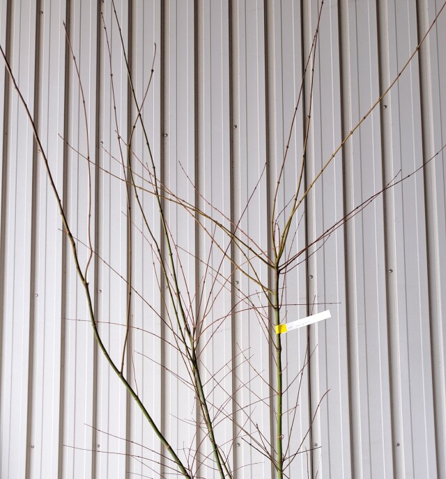 イロハモミジ　いろはもみじ　植木組合