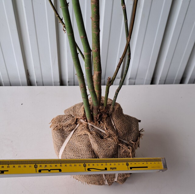 イロハモミジ　いろはもみじ　植木組合