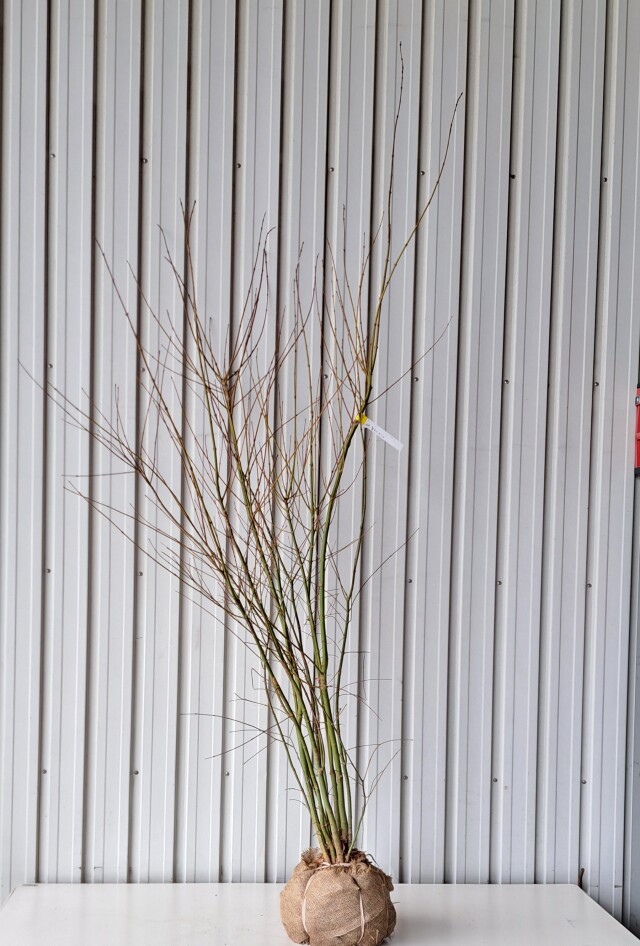 イロハモミジ　いろはもみじ　植木組合