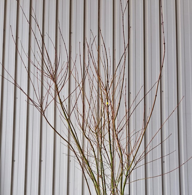イロハモミジ　いろはもみじ　植木組合