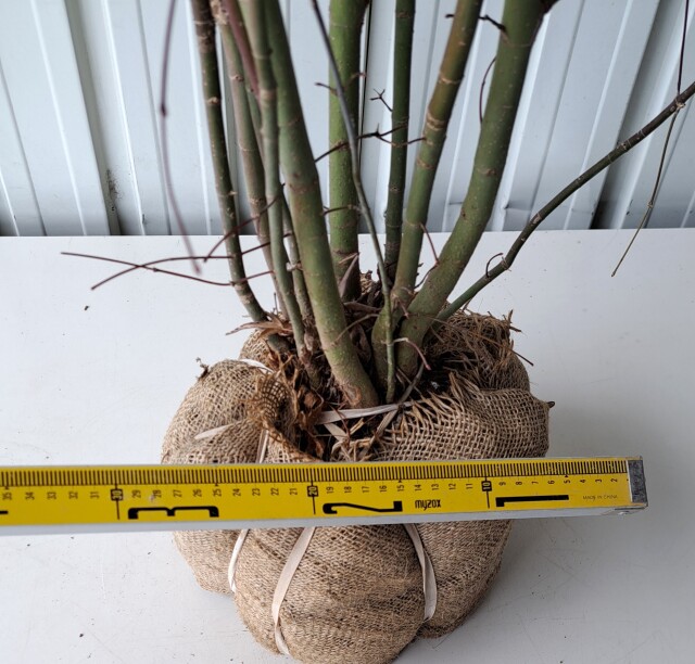 イロハモミジ　いろはもみじ　植木組合