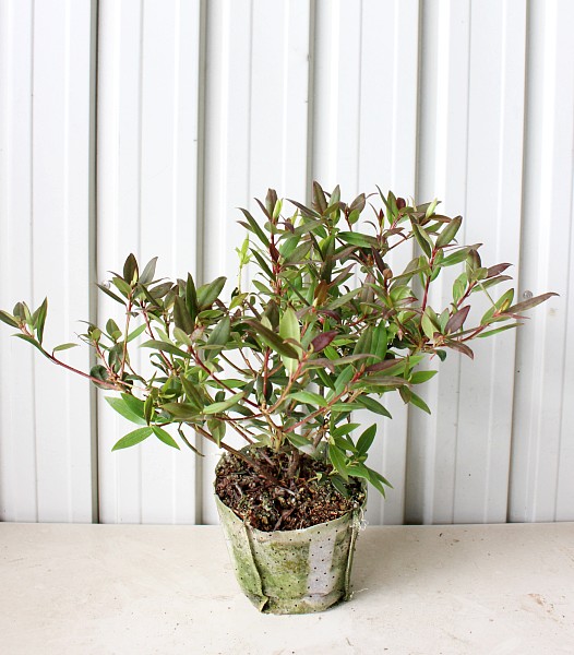 常緑樹 低木 添え木 植木組合