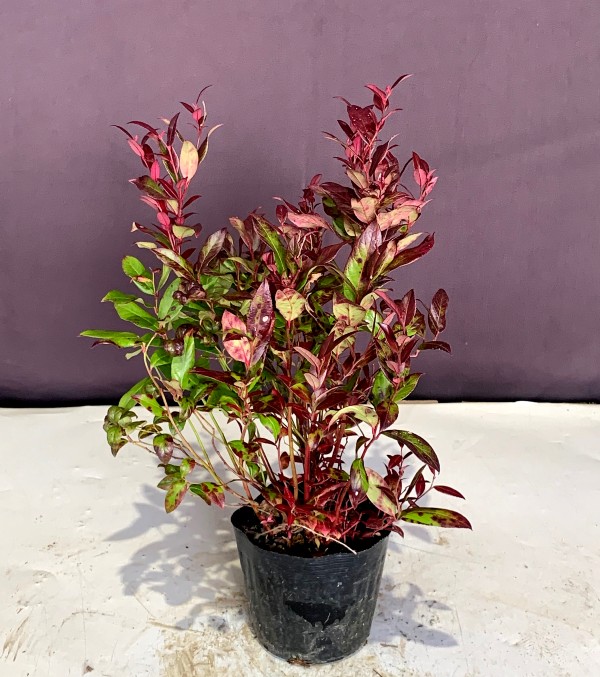 寒さに強い 耐寒性がある 植木組合