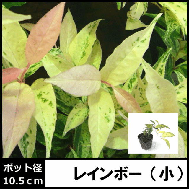 西洋岩南天　セイヨウイワナンテン　 レインボー
