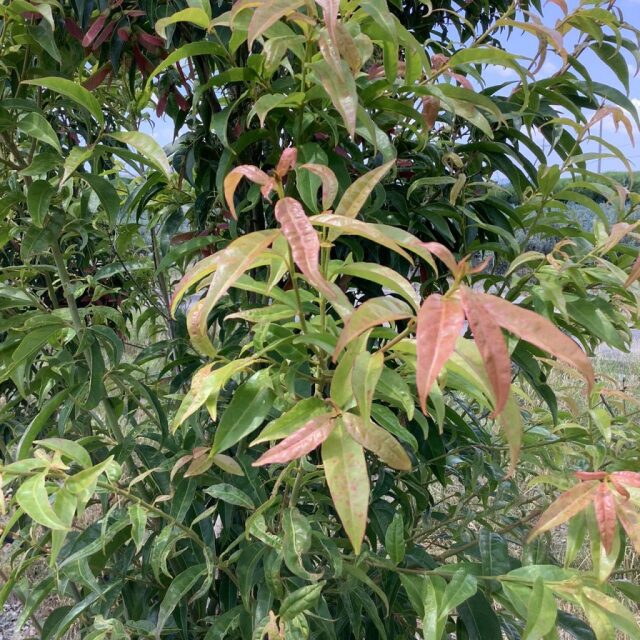 人気 植木 庭木 現品販売