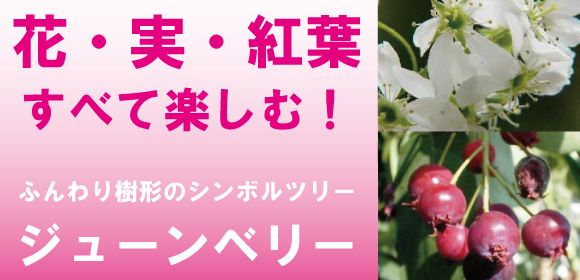 ジューンベリー ラマルキー １本立ち 高さ約1 5ｍ
