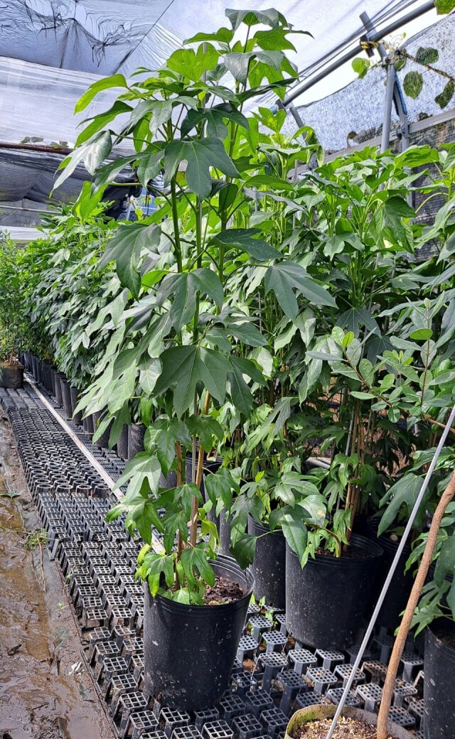 カクレミノ　株立ち　かくれみの　常緑　植木組合　