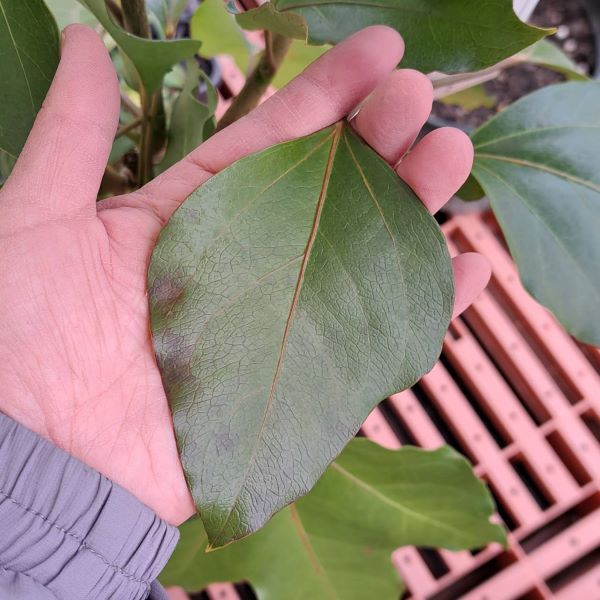 優良株。カクレミノ株立ち1.7M(鉢底から)品番A 優良株。カクレミノ株