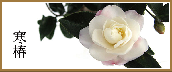 カンツバキ　白花　バナー