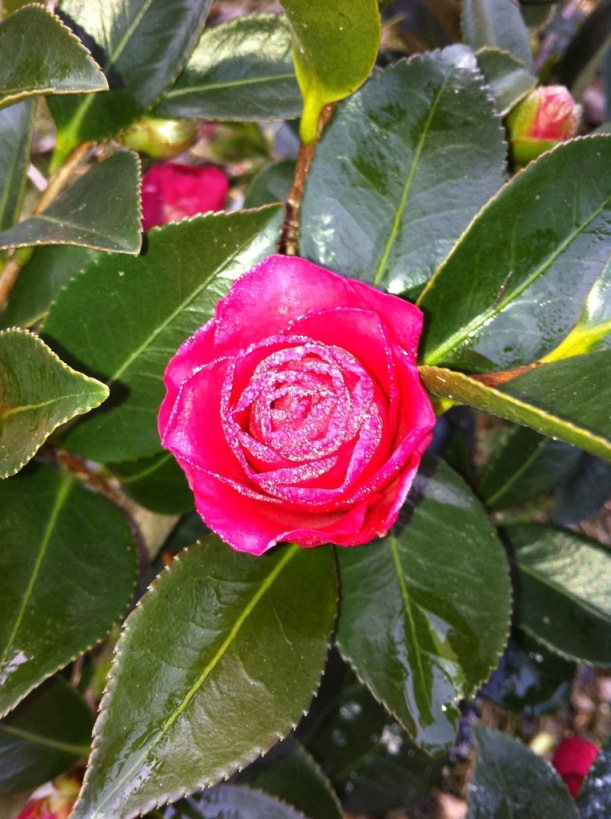 霜の降りた　カンツバキ寒椿の花