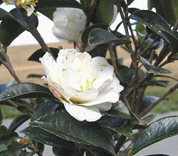 寒椿　カンツバキ　かんつばき　白　花　植木組合