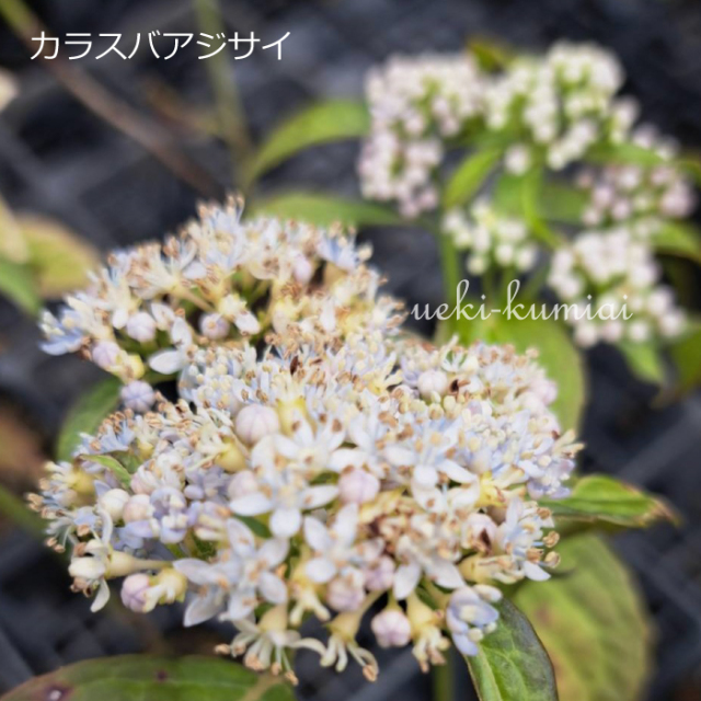 カラスバアジサイ　あじさい　コアジサイ　花　植木組合