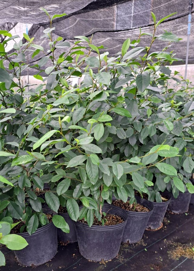 カラタネオガタマ　からたねおがたま　植木組合