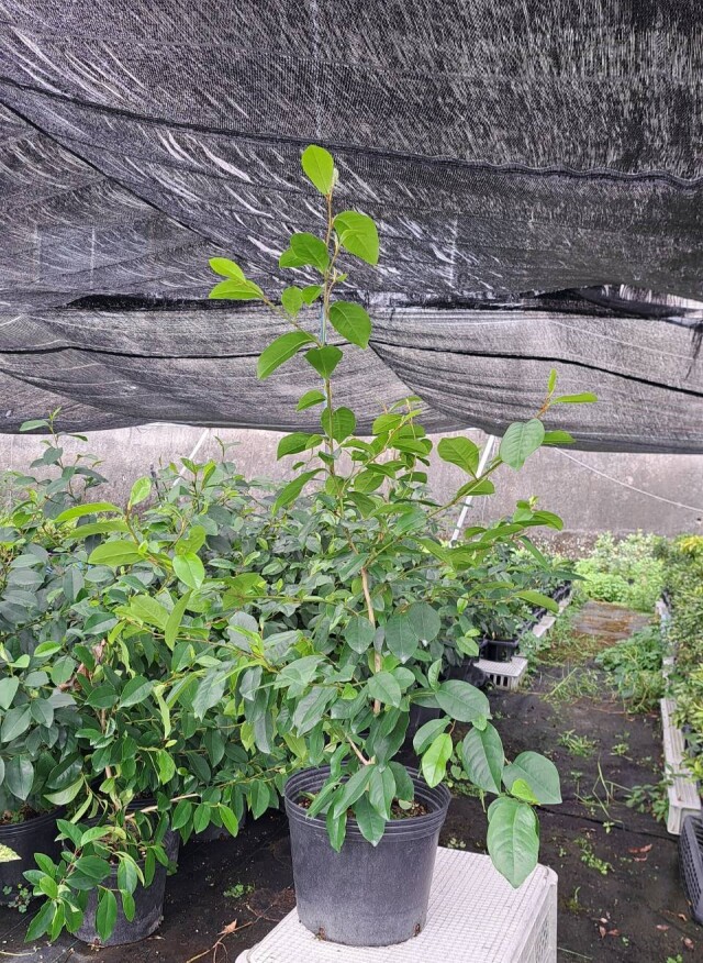 カラタネオガタマ　からたねおがたま　植木組合