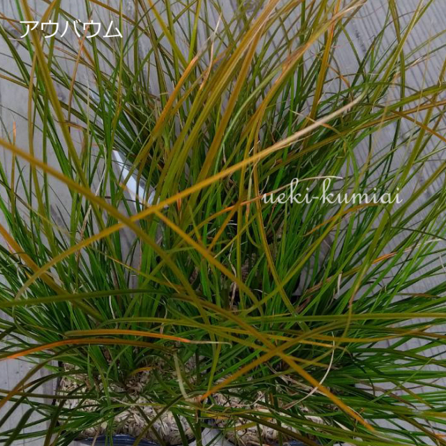 カレックス　アウバウム　植木組合　かれっくす　あばうむ　葉