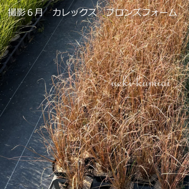 カレックス　ブロンズフォーム　植木組合
