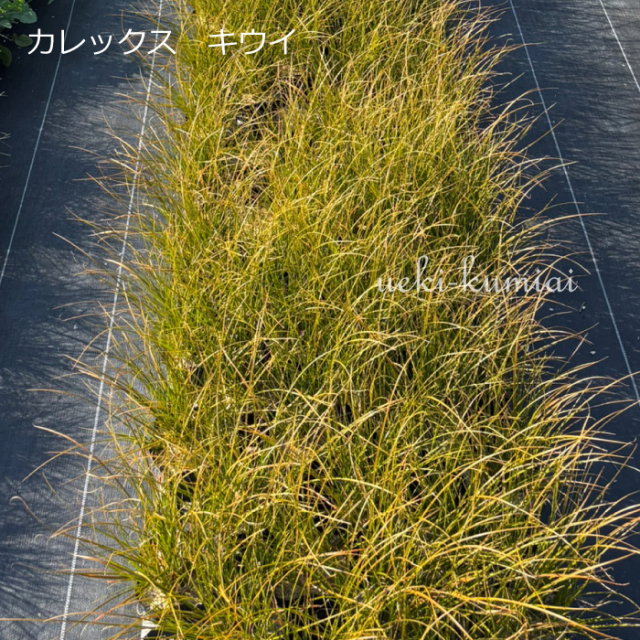 カレックス　ｷｳｲ　キウイ　植木組合