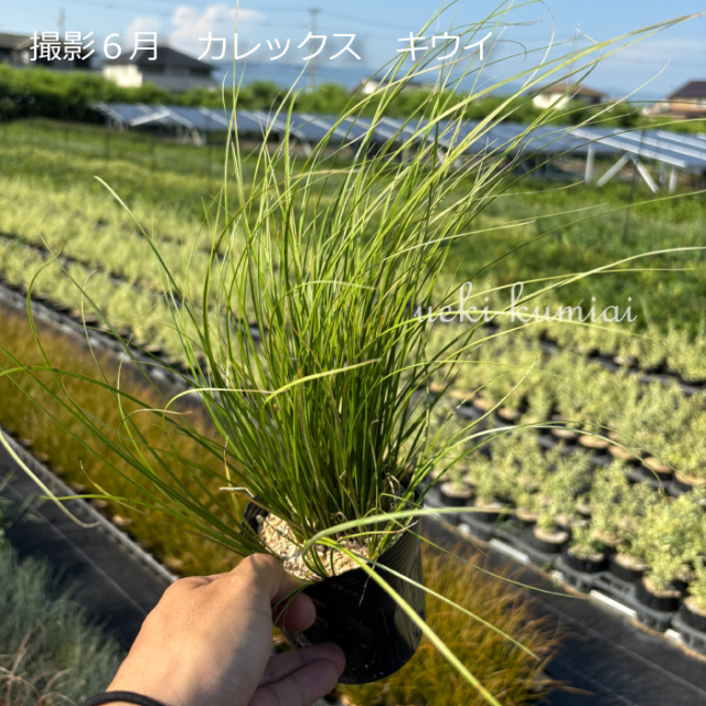 カレックス　ｷｳｲ　キウイ　植木組合