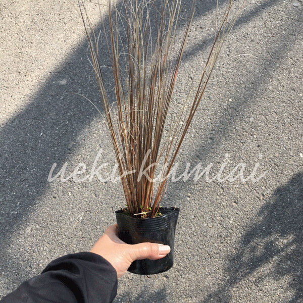 カレックス　ブッキャナニー　ブキャナニー　かれっくす　ぶっきゃなにー　ぶきゃなにー　植木組合