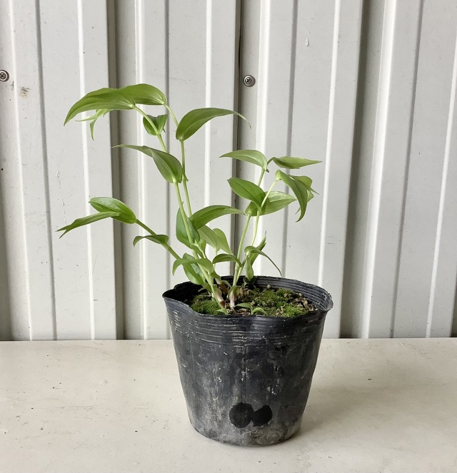 キイジョロウホトトギス (紀伊上臈杜鵑)レア 山野草