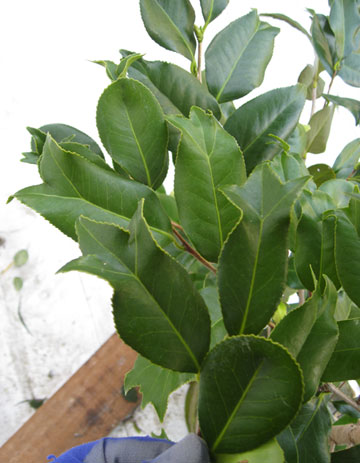 金魚葉ツバキ　きんぎょは　キンギョハ　葉　植木組合