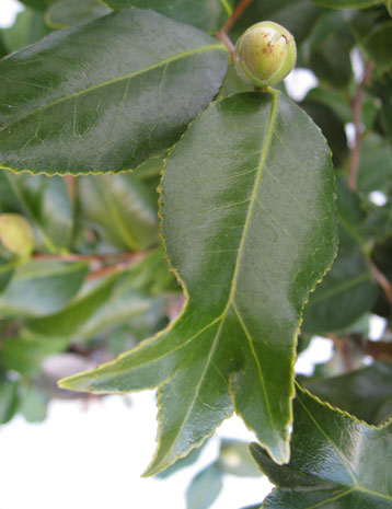 金魚葉ツバキ　葉の様子2　きんぎょは　キンギョハ　椿　つばき　葉　植木組合