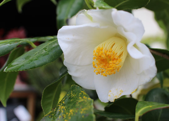 金魚葉ツバキ　きんぎょはつばき　キンギョハ　金魚葉椿　花　植木組合
