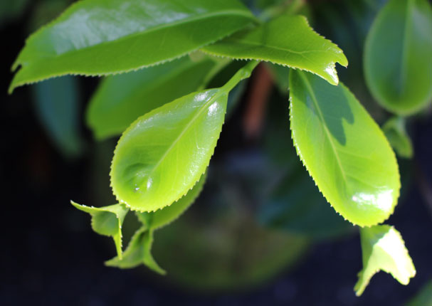 金魚葉ツバキ　金魚葉椿　キンギョハ　きんぎょはつばき　葉　植木組合