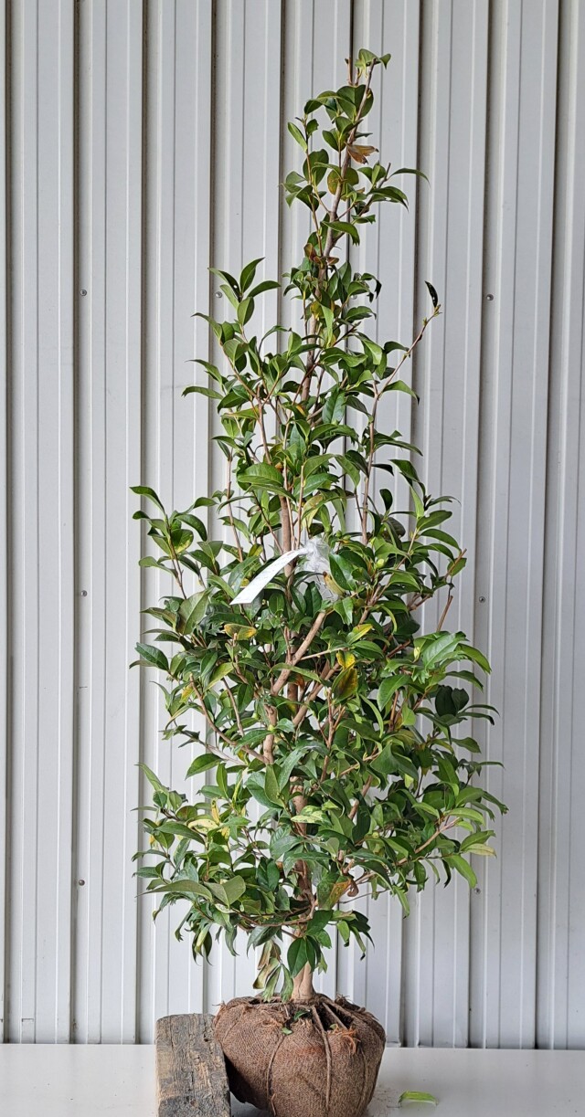 キンギョツバキ きんぎょつばき 金魚椿 植木組合 葉