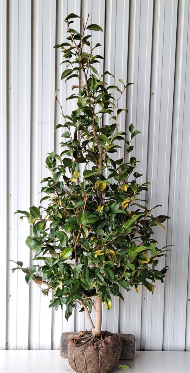 キンギョツバキ　きんぎょつばき　金魚椿　植木組合　葉