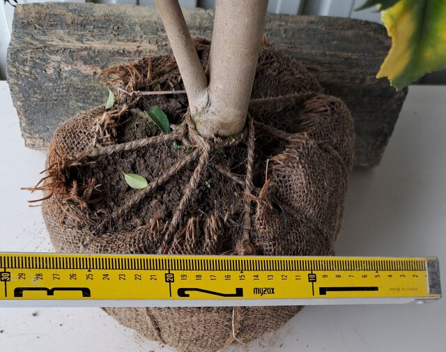 キンギョツバキ　きんぎょつばき　金魚椿　植木組合　