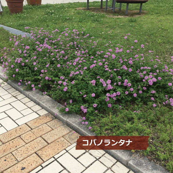 コバノランタナ　ピンク　植木組合　花　