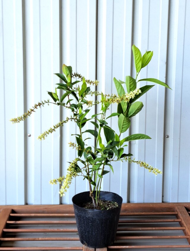 コバノズイナ こばのずいな 植木組合