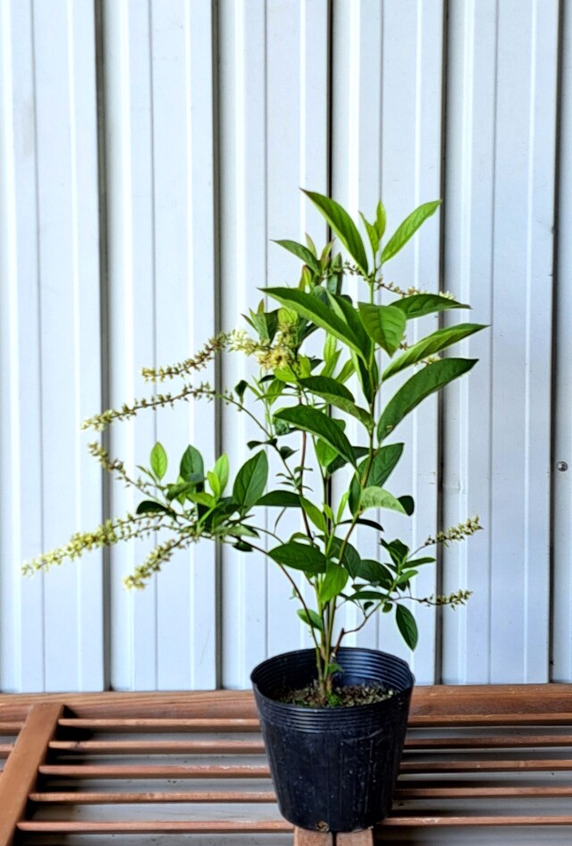 コバノズイナ　こばのずいな　植木組合