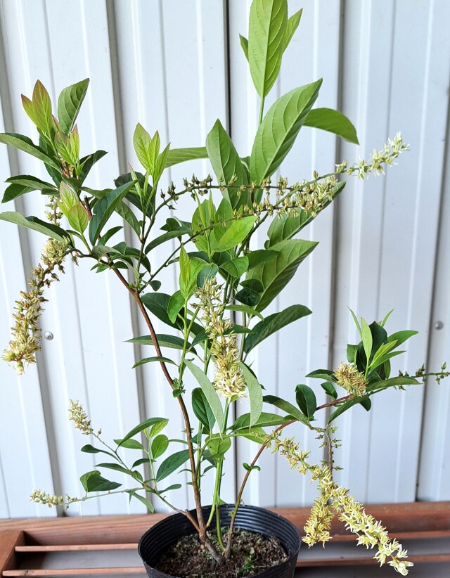 コバノズイナ　こばのずいな　植木組合　葉
