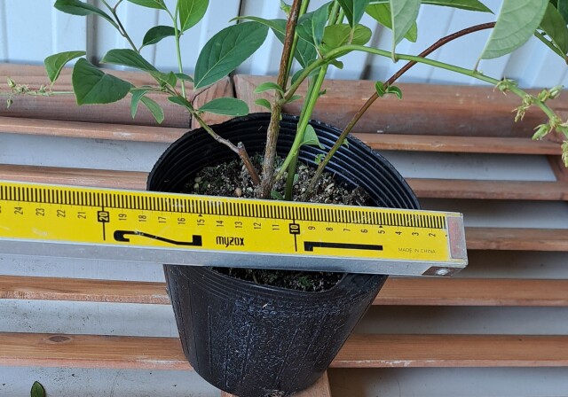 コバノズイナ　こばのずいな　植木組合