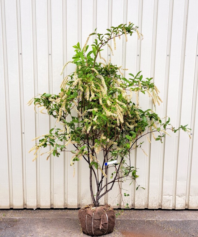 コバノズイナ　こばのずいな　植木組合