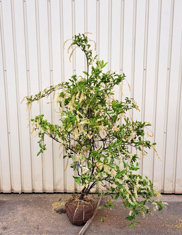 コバノズイナ　こばのずいな　植木組合
