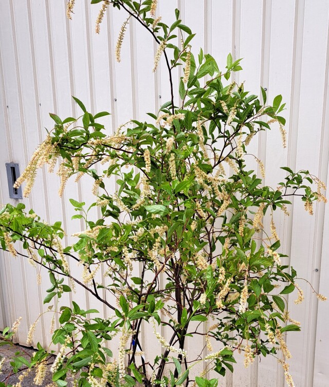 コバノズイナ　こばのずいな　植木組合