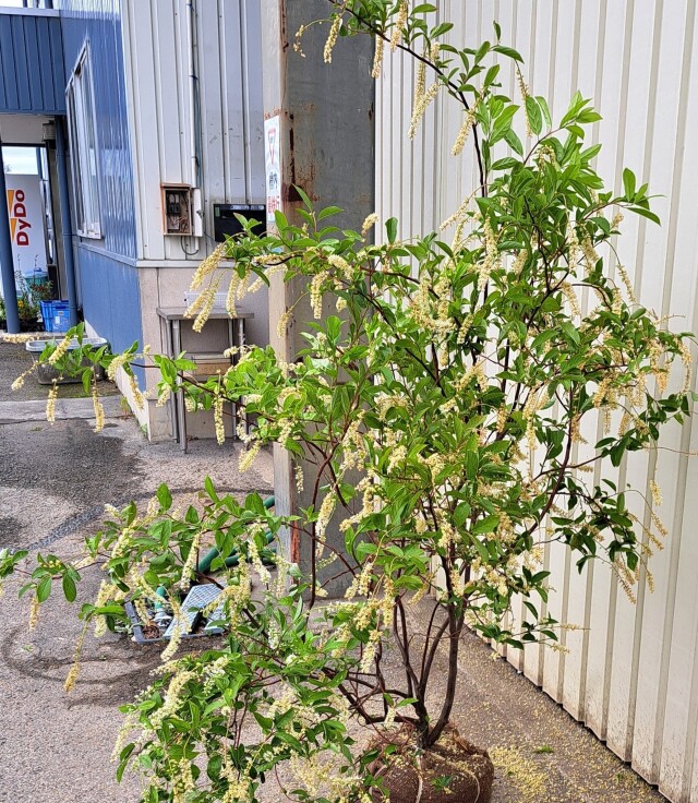 コバノズイナ　こばのずいな　植木組合