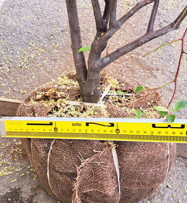 コバノズイナ　こばのずいな　植木組合