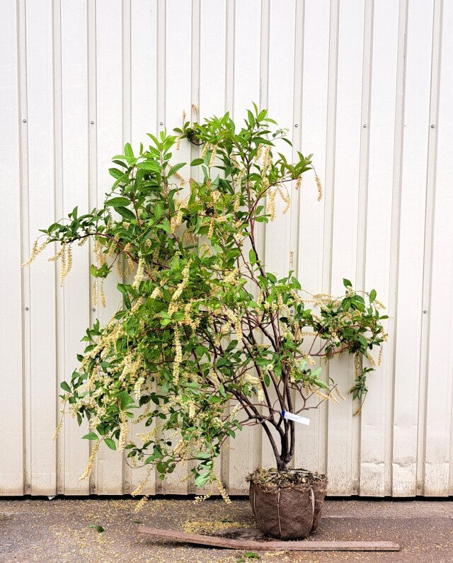 コバノズイナ　こばのずいな　植木組合