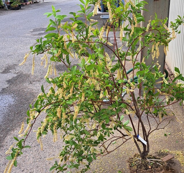 コバノズイナ　こばのずいな　植木組合