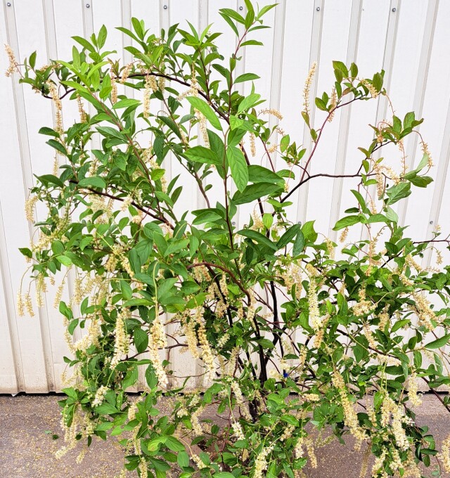 コバノズイナ　こばのずいな　植木組合