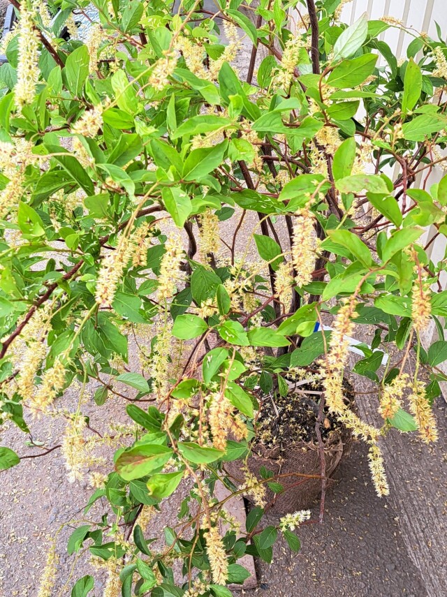 コバノズイナ　こばのずいな　植木組合