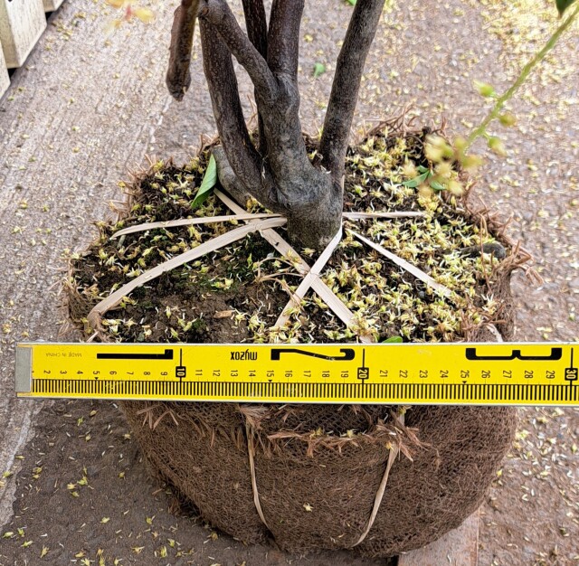 コバノズイナ　こばのずいな　植木組合
