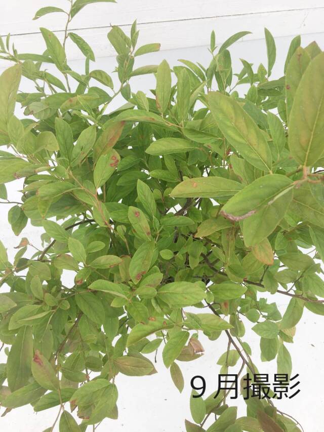 コバノズイナ　夏の葉　　こばのずいな　葉　植木組合