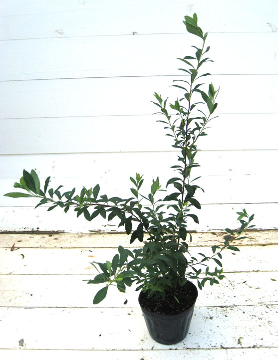 ドウダンツツジ （どうだんつつじ） 苗木 15cmポット入り 高さ約30cm